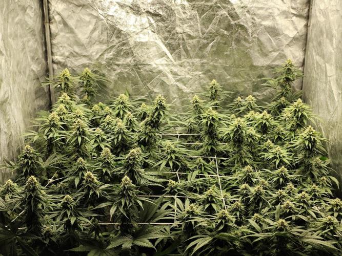 Happy Ak-47. Week 6