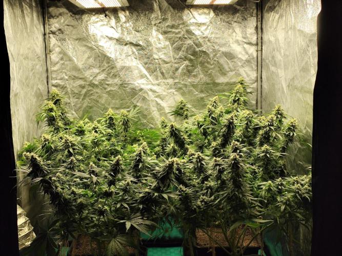 Happy Ak-47. Week 6