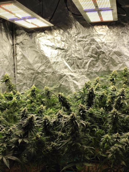Happy Ak-47. Week 6