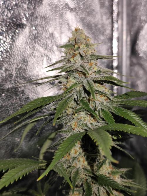 Happy Ak-47. Week 7