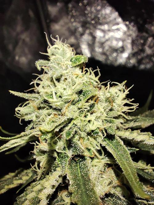 Happy Ak-47. Week 7