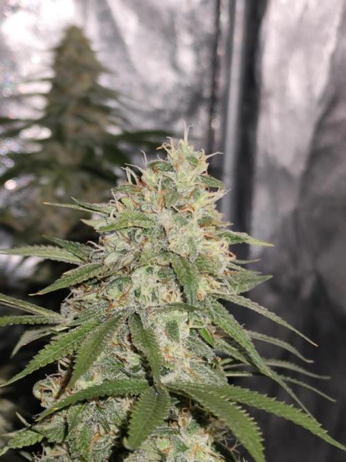 Happy Ak-47. Week 7
