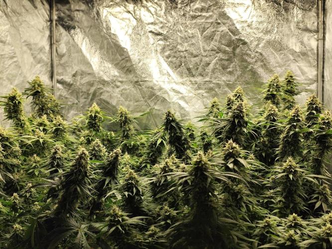 Happy Ak-47. Week 7