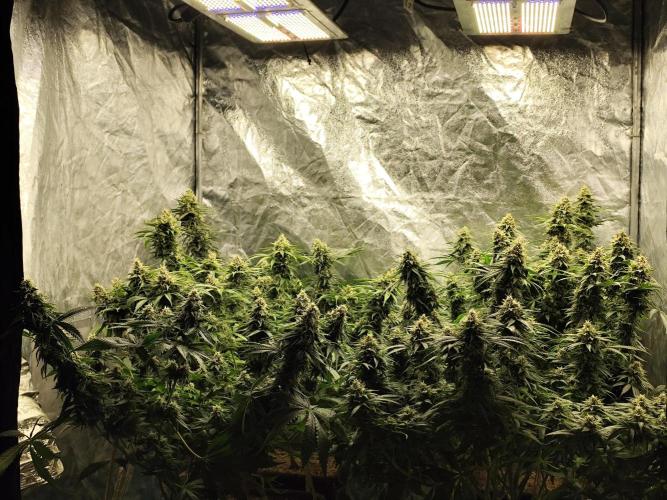 Happy Ak-47. Week 7