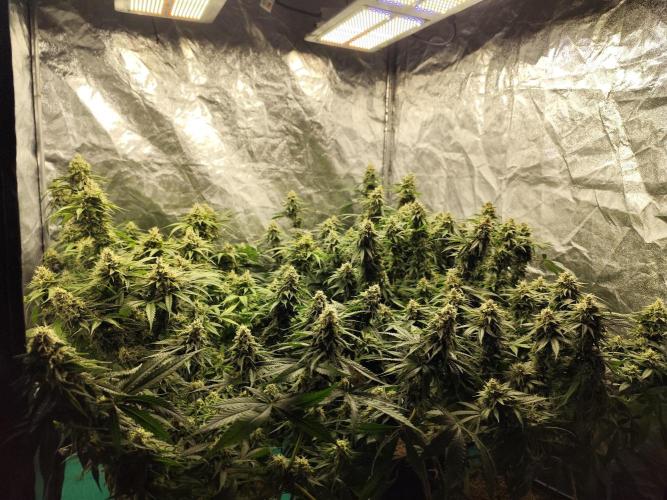 Happy Ak-47. Week 7