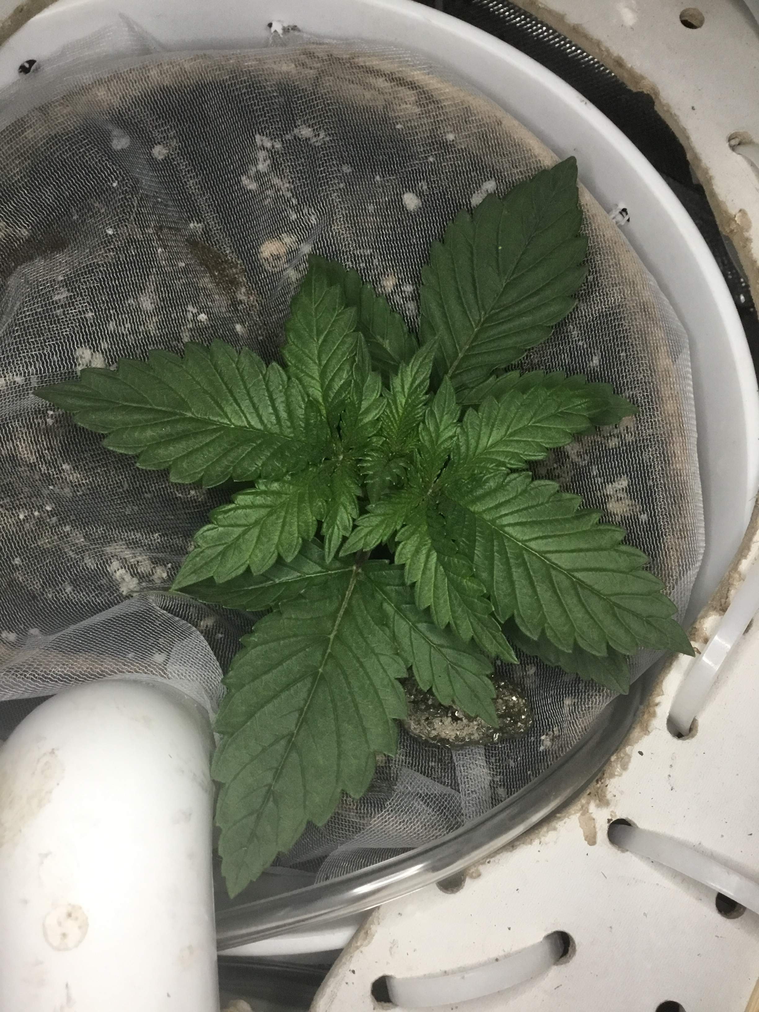 Barney's Farm Pineapple Chunk 2 grow diary (journal) 2 week2 by Removed