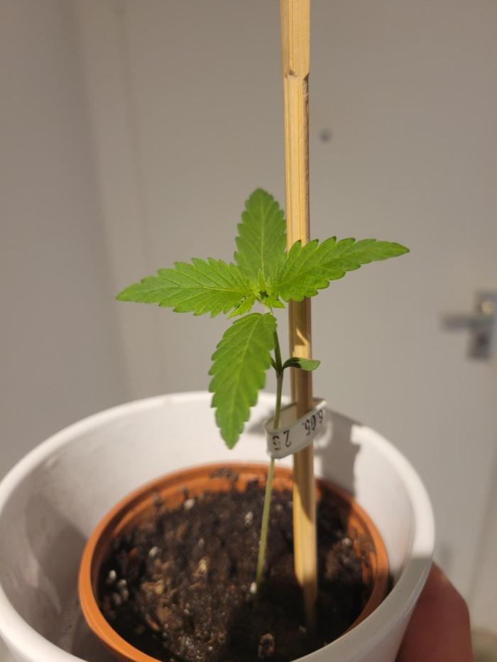 Lemon Orange. New favourite!. Week 0