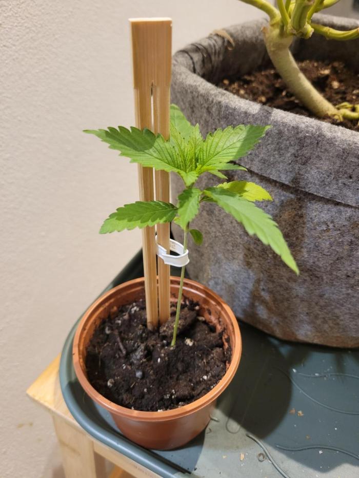 Lemon Orange. New favourite!. Week 1