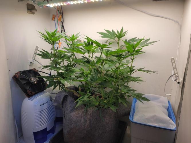 Bonsai Original Glue 4 S1. Week 12