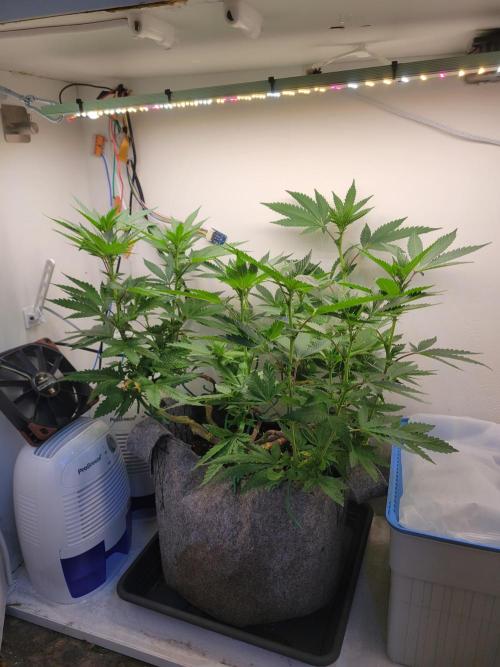 Bonsai Original Glue 4 S1. Week 12