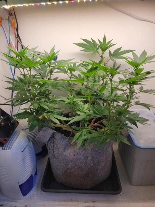 Bonsai Original Glue 4 S1. Week 12