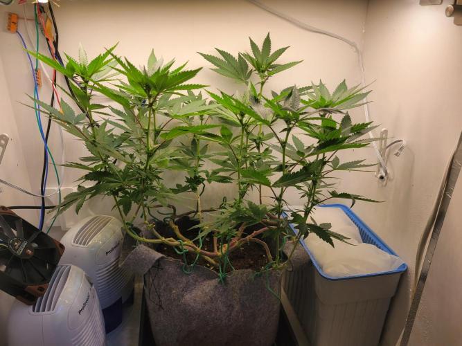 Bonsai Original Glue 4 S1. Week 13