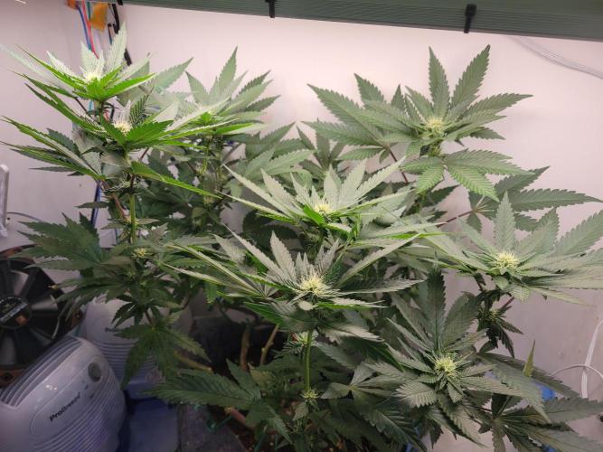 Bonsai Original Glue 4 S1. Week 13