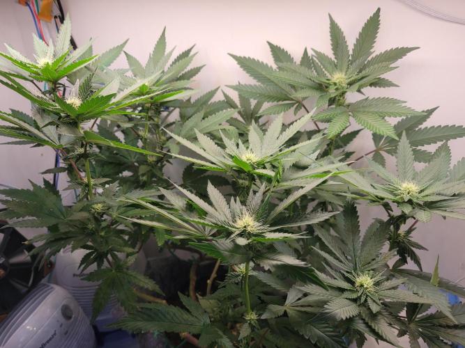 Bonsai Original Glue 4 S1. Week 13