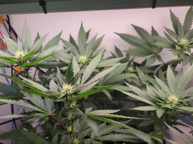 Bonsai Original Glue 4 S1. Week 13