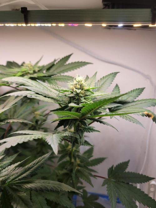 Bonsai Original Glue 4 S1. Week 14