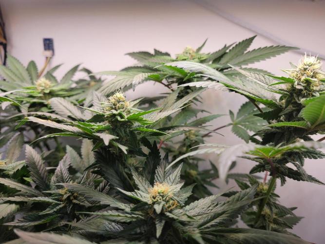 Bonsai Original Glue 4 S1. Week 14