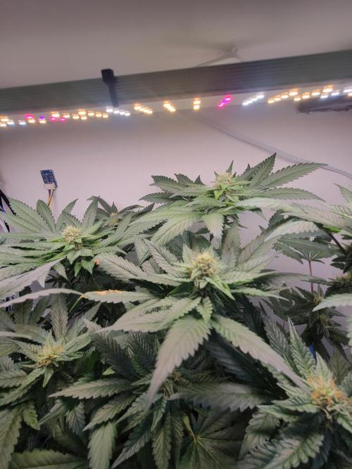 Bonsai Original Glue 4 S1. Week 14