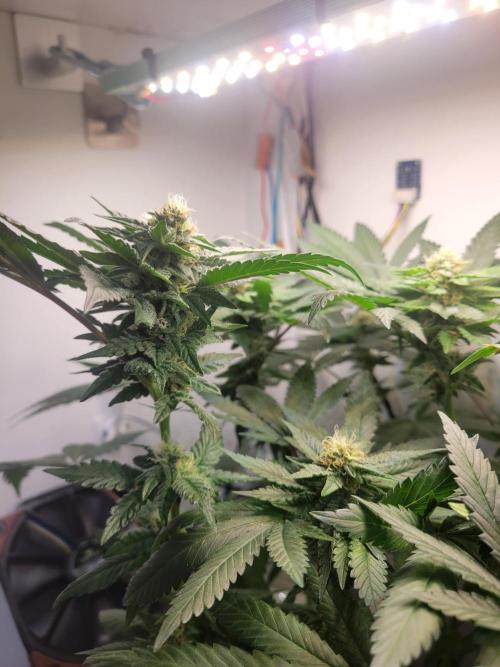 Bonsai Original Glue 4 S1. Week 14