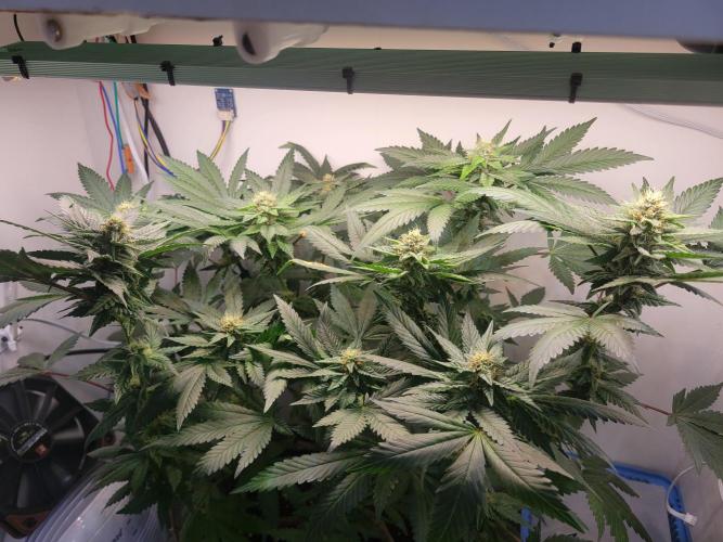 Bonsai Original Glue 4 S1. Week 14