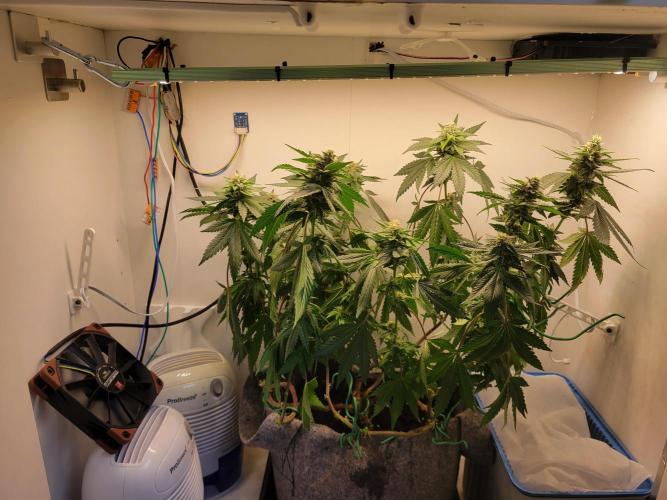 Bonsai Original Glue 4 S1. Week 15