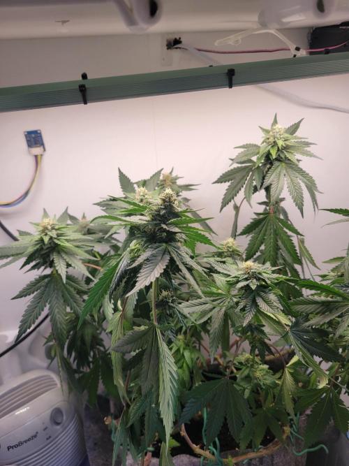 Bonsai Original Glue 4 S1. Week 15