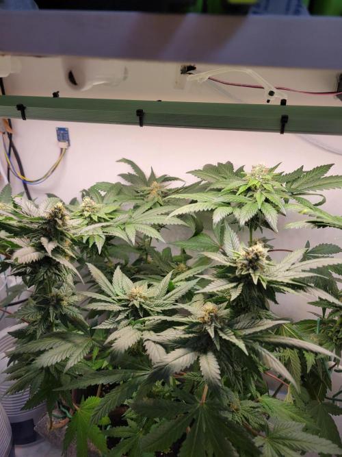 Bonsai Original Glue 4 S1. Week 16