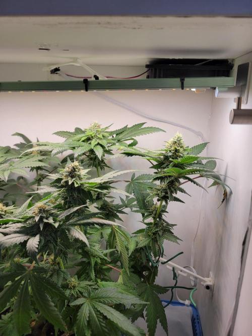 Bonsai Original Glue 4 S1. Week 16