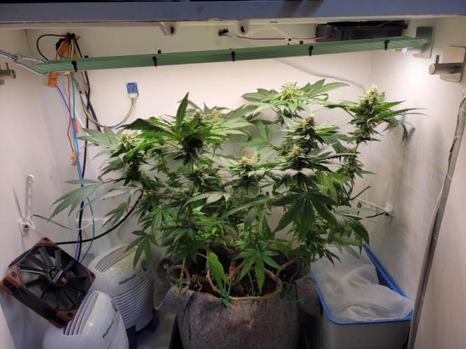 Bonsai Original Glue 4 S1. Week 16