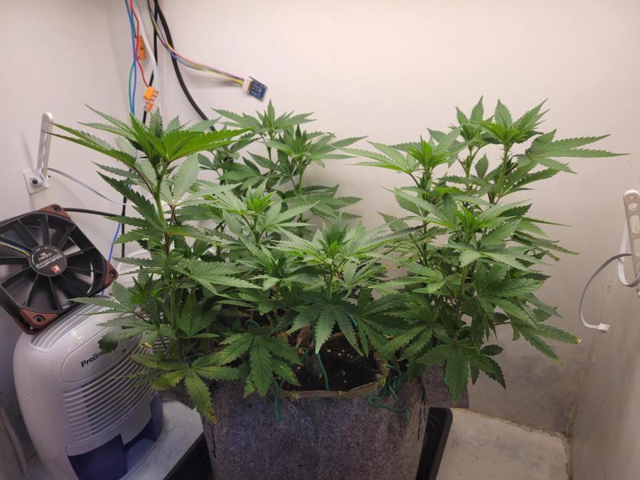 Bonsai Original Glue 4 S1. Week 10