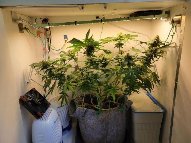 Bonsai Original Glue 4 S1. Week 17