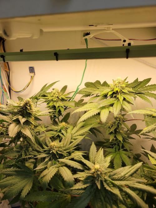 Bonsai Original Glue 4 S1. Week 17