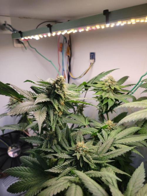 Bonsai Original Glue 4 S1. Week 17