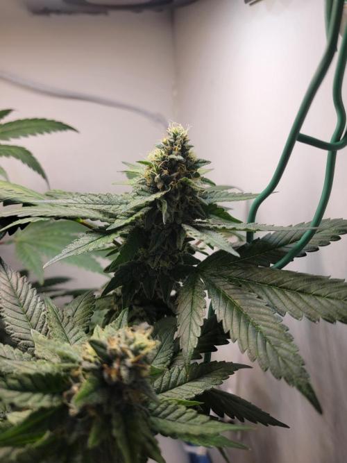 Bonsai Original Glue 4 S1. Week 17