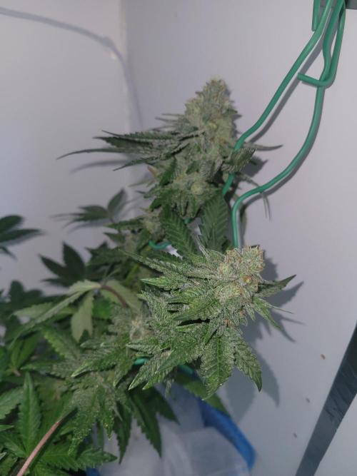 Bonsai Original Glue 4 S1. Week 18