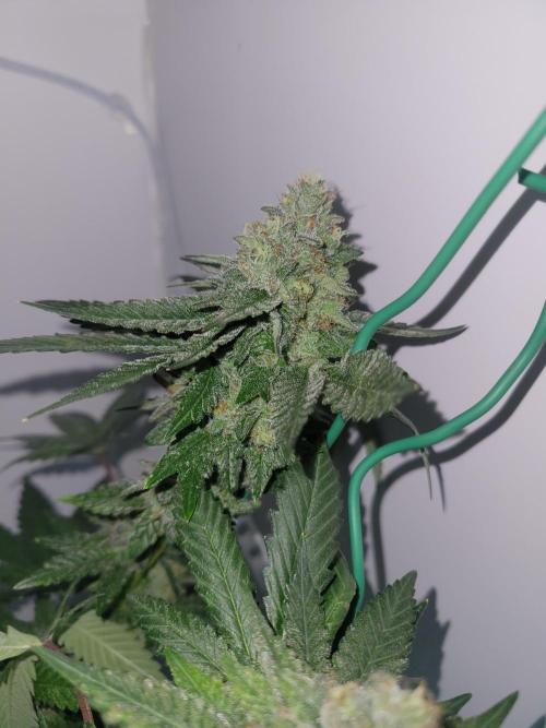 Bonsai Original Glue 4 S1. Week 18