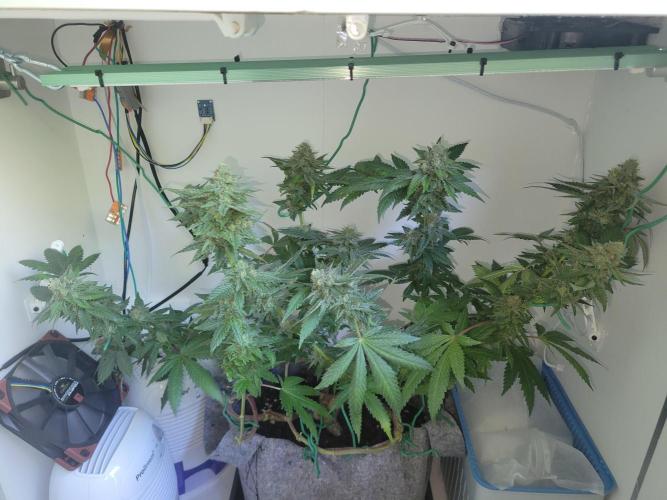 Bonsai Original Glue 4 S1. Week 18