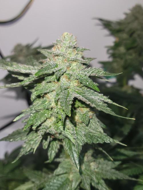 Bonsai Original Glue 4 S1. Week 18