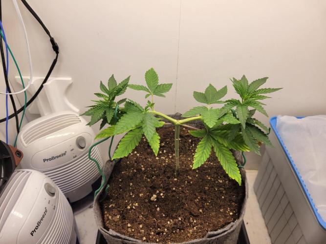 Lemon Orange. New favourite!. Week 2