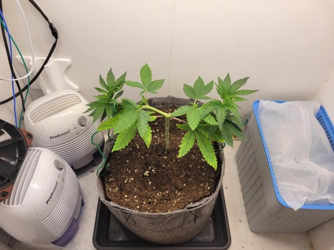 Lemon Orange. New favourite!. Week 2