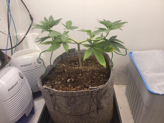 Lemon Orange. New favourite!. Week 2