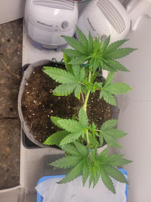 Lemon Orange. New favourite!. Week 3