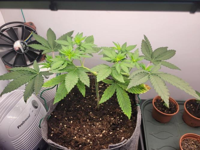 Lemon Orange. New favourite!. Week 3