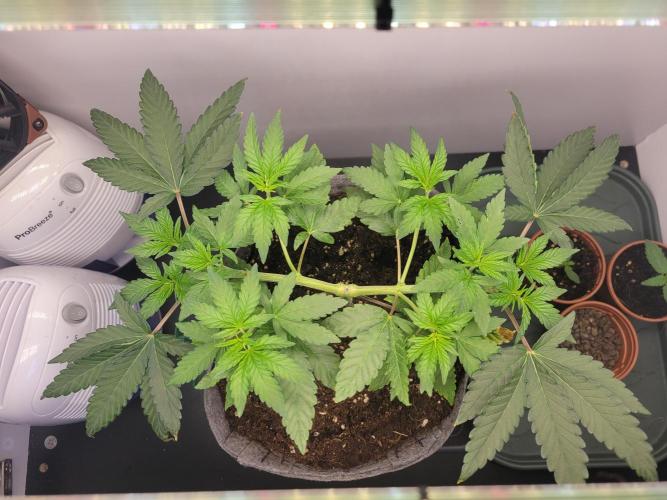 Lemon Orange. New favourite!. Week 4