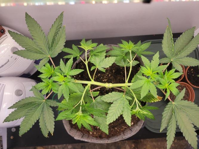 Lemon Orange. New favourite!. Week 4