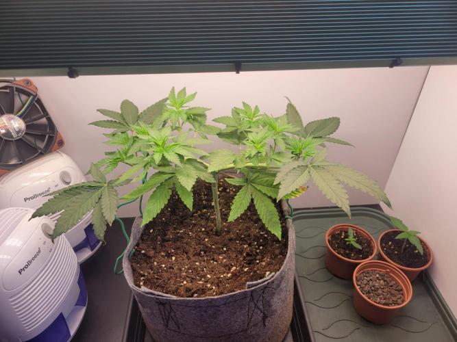 Lemon Orange. New favourite!. Week 4