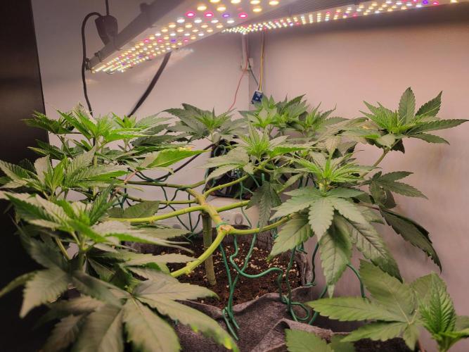 Lemon Orange. New favourite!. Week 5