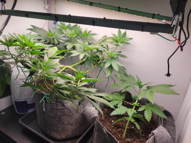 Lemon Orange. New favourite!. Week 5