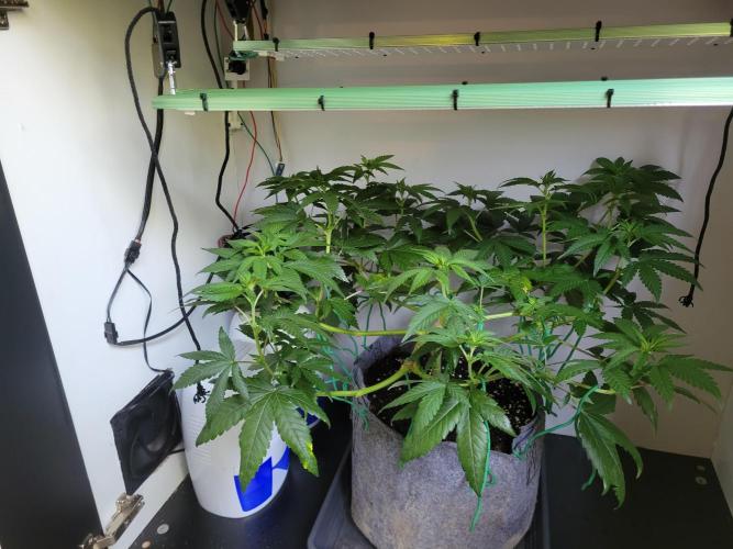 Lemon Orange. New favourite!. Week 6