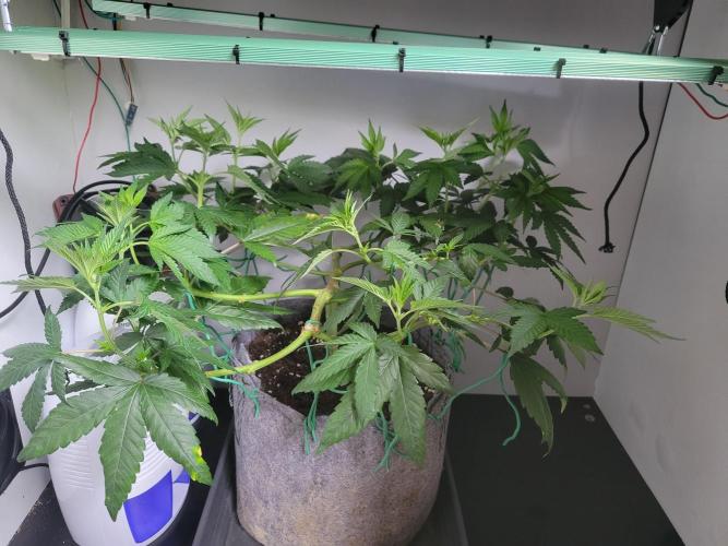 Lemon Orange. New favourite!. Week 6